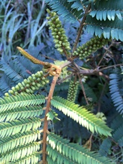 Paraserianthes