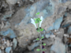 Scutellaria albida