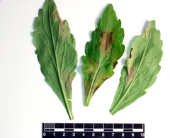 Basidiophora entospora