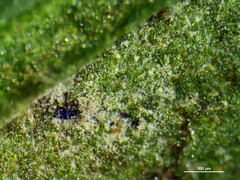 Basidiophora entospora