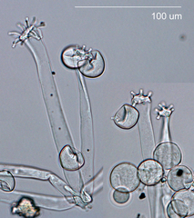 Basidiophora entospora