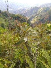 Rhytidophyllum bicolor