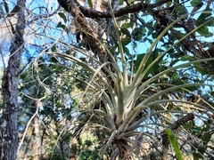 Tillandsia utriculata