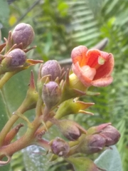 Rhytidophyllum bicolor