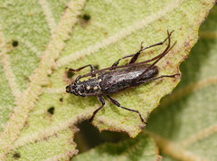 Strongylurus ceresioides