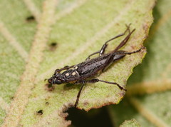 Strongylurus ceresioides