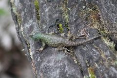 Sceloporus hondurensis