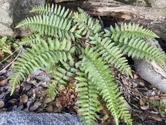 Polystichum imbricans curtum