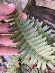 Polystichum imbricans curtum
