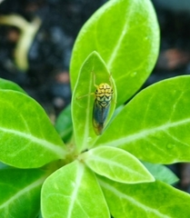 Dilobopterus costalimai