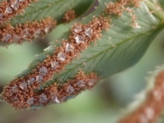 Polystichum imbricans curtum