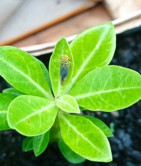 Dilobopterus costalimai