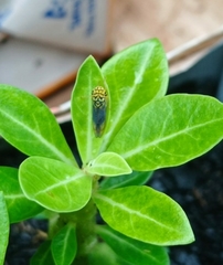 Dilobopterus costalimai