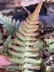 Polystichum imbricans curtum