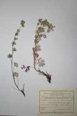Potentilla neglecta