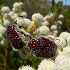 Trichostetha capensis capensis