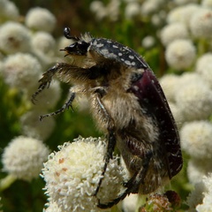 Trichostetha capensis capensis