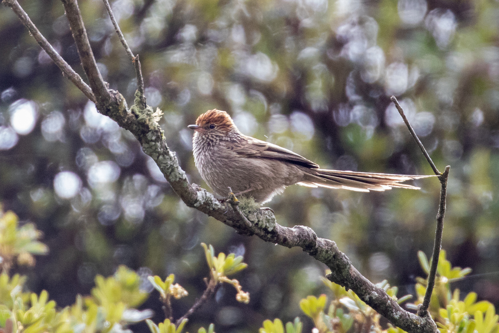 Rusty-crowned Tit-Spinetail (Leptasthenura pileata) photo