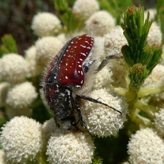 Trichostetha capensis capensis