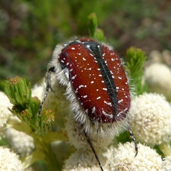 Trichostetha capensis capensis