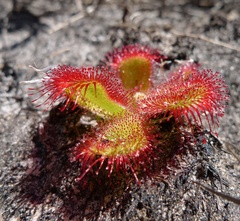 Drosera cuneifolia