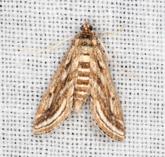 Parapoynx fluctuosalis