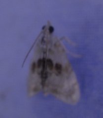 Lipocosma septa