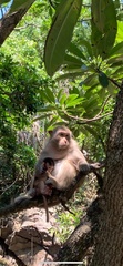 Macaca