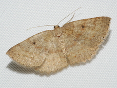 Casbia melanops