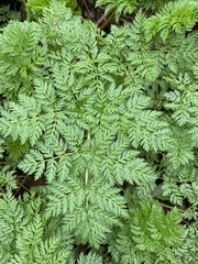 Apiaceae