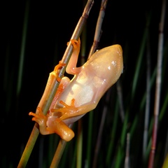 Hyperolius horstockii