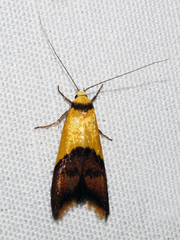 Hemibela oxyptera