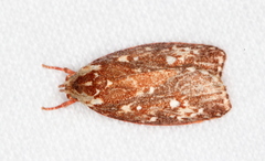 Euchaetis metallota