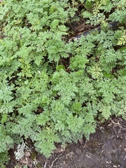 Apiaceae