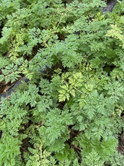 Apiaceae