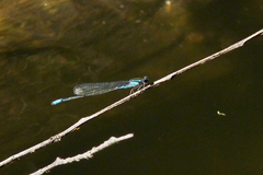 Acanthagrion lancea