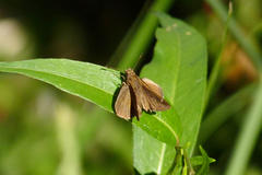 Cymaenes odilia
