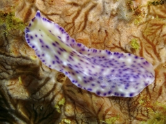 Pseudoceros laingensis