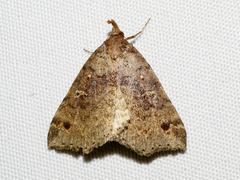 Lithilaria ossicolor