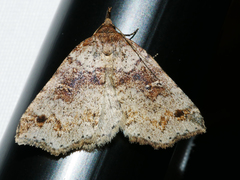 Lithilaria ossicolor