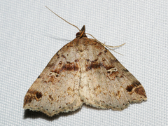 Lithilaria ossicolor
