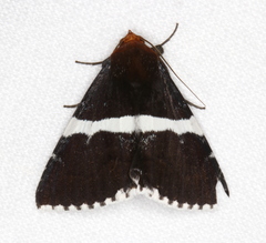 Buzara frontinus