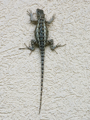 Sceloporus olivaceus