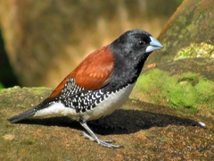 Spermestes bicolor nigriceps