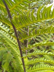 Cyathea horrida