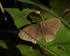 Hermeuptychia intricata