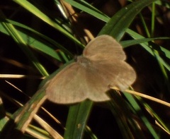 Hermeuptychia intricata