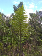 Cyathea horrida