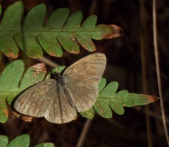 Hermeuptychia intricata