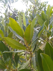 Sideroxylon salicifolium